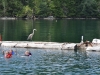 aug-2011_2