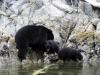 bear-cubs
