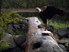 eagle1