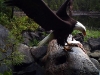 eagle2