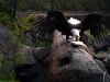 eagle3