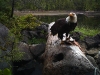 eagle4