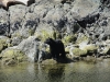 nootka-sound-fish_26