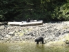 nootka-sound-fish_30