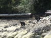 nootka-sound-fish_49