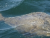 nootka-sound-fish_6